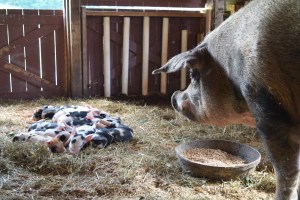 Peggy Sue and her 12 piglets!