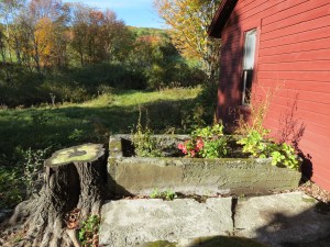 View of North side - I planted a flower garden in the old trough - view as seen through the Kitchen window.